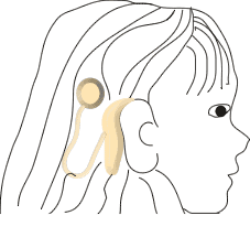 diagram of the cochlea