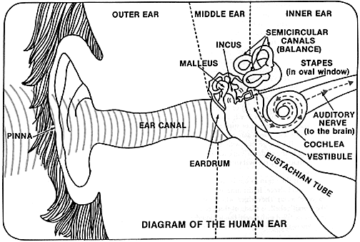 ear diagram
