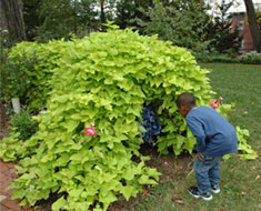 Image: Returning in October 2011, the now vine-covered tunnel made an even more tempting place to play!