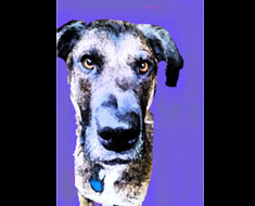 Image: MSSD student artwork: "Bella" by Alexandra Langweil